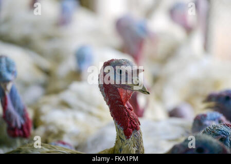 Criação de perus para abate Stock Photo