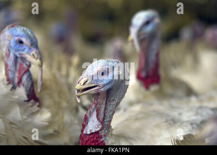 Criação de perus para abate Stock Photo