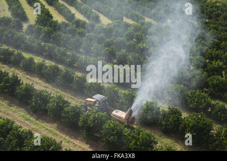 View aerial spraying of insecticide in orange groves in the countryside Stock Photo