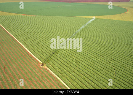 Aerial view of plantation of maize under central pivot irrigation Stock Photo