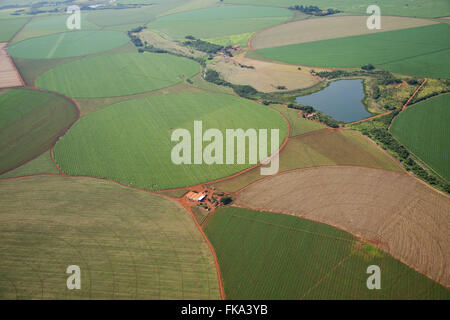 Aerial view of plantation of maize under central pivot irrigation Stock Photo