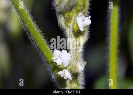 Blossoming of budding soybean Stock Photo