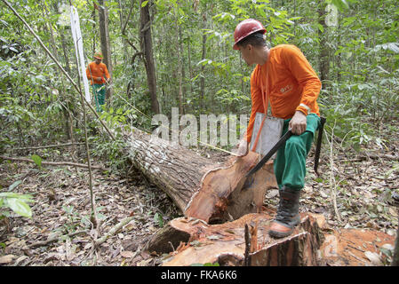 Planning team measuring tree to remove the woods Stock Photo