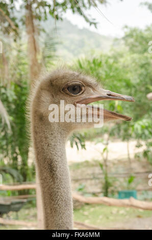 close-up of head of ostrich. Stock Photo