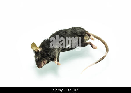 Close up shot dead rat on isolate white background. Stock Photo