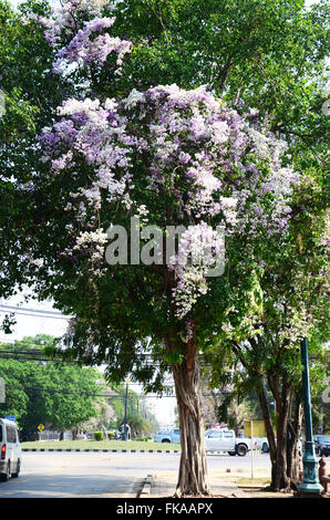 Lagerstroemia floribunda, also known as Thai crape myrtle and kedah bungor, is a species of Violet flowering plant Stock Photo