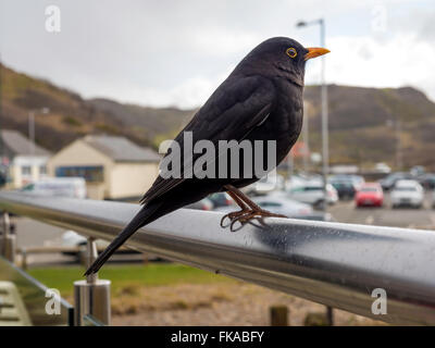 A male Blackbird Turdus Merula perched on a café handrail in early spring in North Yorkshire