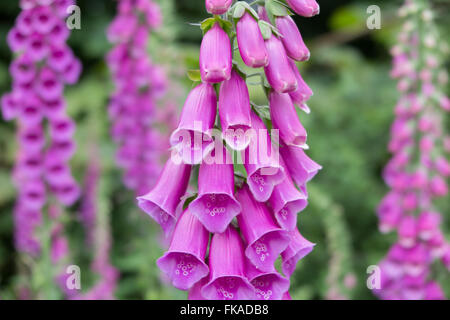 foxgloves in the woods nr Minterne Magna, Dorset, England, UK Stock Photo