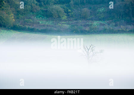mist lying in the valley at Milborne Wick, Somerset, England, UK Stock Photo