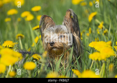 The head of  yorkshire terrier in the dandelion meadow Stock Photo