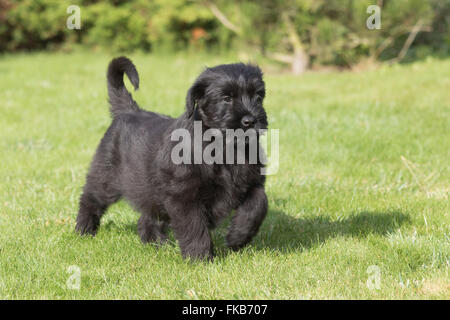 The two-month puppy of Giant black schnauzer dog is standing on the lawn. Stock Photo