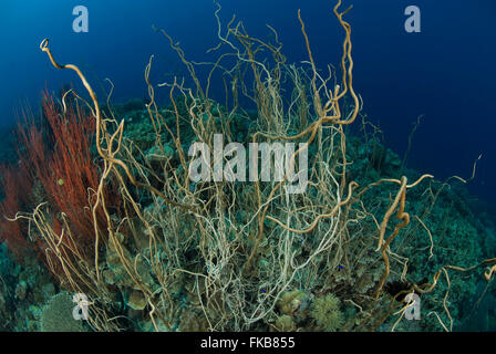 Olive Sea Whips  (Junceella sp). together with red whip corals, Ellisella sp. Stock Photo