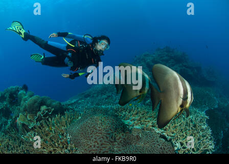 Friendly batfish in the reef with a diver, Platax teira Stock Photo