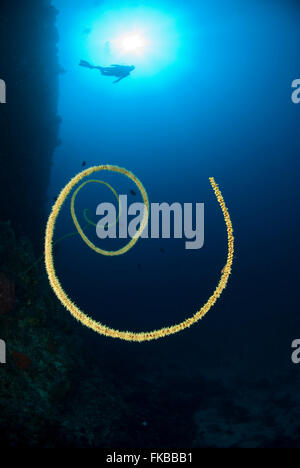Black whip-like coral curling round perfectly with diver silhouetted against the sun. Stock Photo