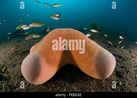 Granulated Sea Star - Choriaster granulatus Stock Photo