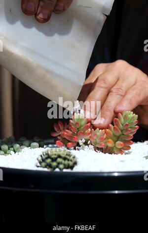 Top dressing succulents by putting white gravel on  the pot t for decoration Stock Photo