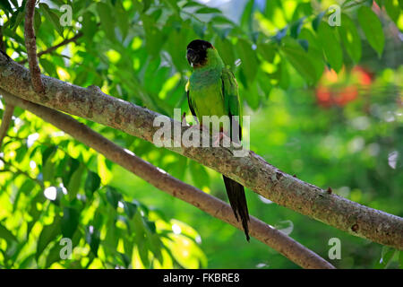 Black-Hooded Conure, adult on tree, Pantanal, Mato Grosso, Brazil, South America / (Nandayus nenday) Stock Photo