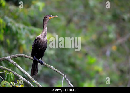 Neotropic cormorant, olivaceous cormorant, subadult on branch, immature, Pantanal, Mato Grosso, Brazil, South America / (Phalacrocorax brasilianus) Stock Photo