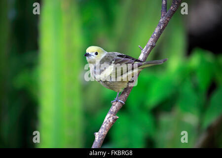 Palm Tanager, adult on branch, Pantanal, Mato Grosso, Brazil, South America / (Thraupis palmarum) Stock Photo