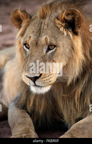 Lion, male five years old alert portrait, Tswalu Game Reserve, Kalahari, Northern Cape, South Africa, Africa / (Panthera leo) Stock Photo