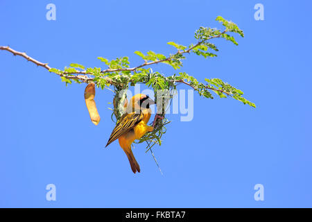 Masked Weaver, adult male builds a nest, Tswalu Game Reserve, Kalahari, Northern Cape, South Africa, Africa / (Ploceus velatus) Stock Photo