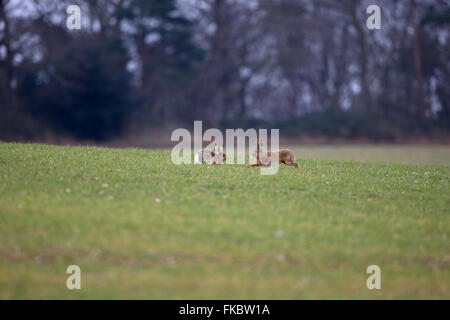 Brown Hare (Lepus europaeus) Norfolk UK GB February 2016 Stock Photo