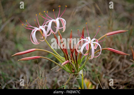 Sand lily, blooming, Kruger Nationalpark, South Africa, Africa / (Crinum buphanoides)
