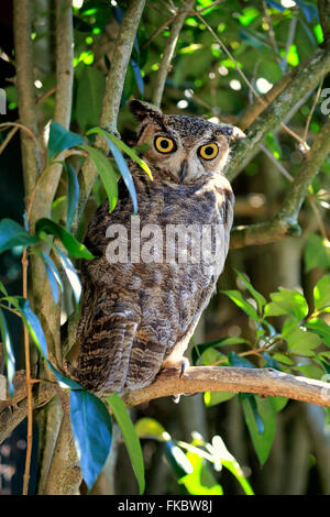 Great Horned Owl, adult on tree alert / (Bubo virginianus)