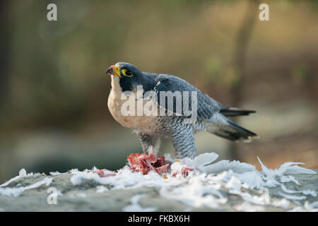 Peregrine Falcon / Wanderfalke ( Falco peregrinus ) gorging on prey, in natural surrounding, looks up to the sky for safety. Stock Photo