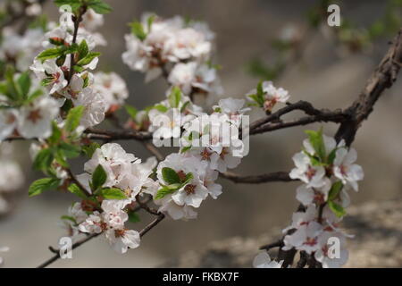 Spring in China. Wild sakura in the mountains. Qianshan National Park, Anshan, Liaoning Province, China Stock Photo