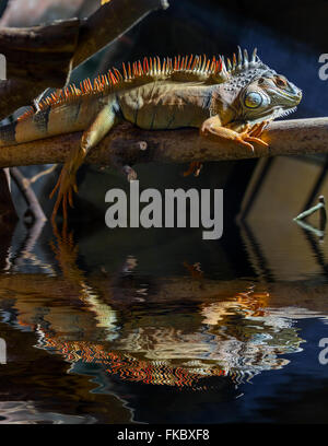 Green branch of pine-tree reflected in the water Stock Photo