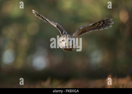 Tawny Owl / Waldkauz ( Strix aluco ) in noiseless flight in front of the edge of a forest, frontal shot, eye-contact, wingspan. Stock Photo