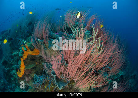 A reef full of red whip corals or sea whips, Ellisella sp. and different marine sponges. Stock Photo