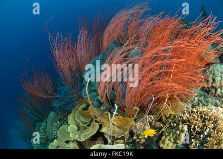 A reef full of red whip corals or sea whips, Ellisella sp. and different marine sponges. Stock Photo