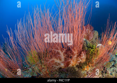 A reef full of red whip corals or sea whips, Ellisella sp. Stock Photo