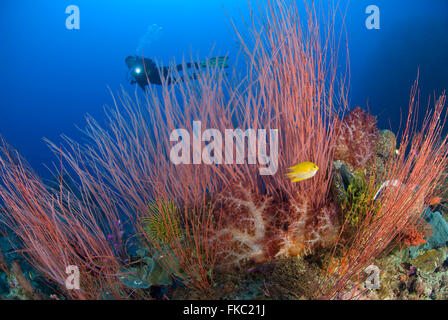 A reef full of red whip corals or sea whips, Ellisella sp. along with soft corals and crinoids and diver Stock Photo