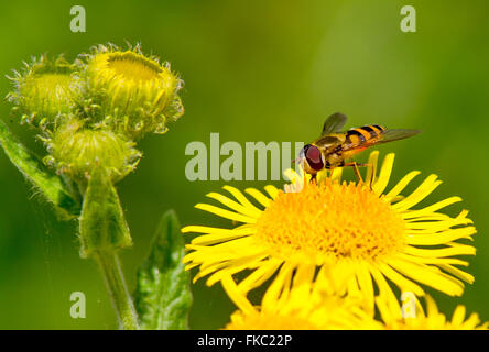 A Hoverfly perched on a flower Stock Photo