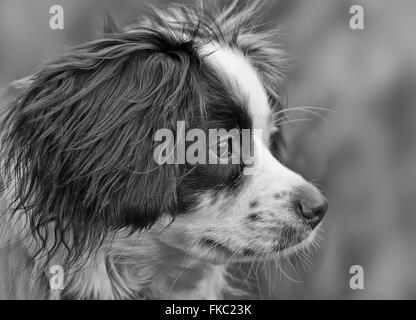 Collie Cross dog portrait Stock Photo