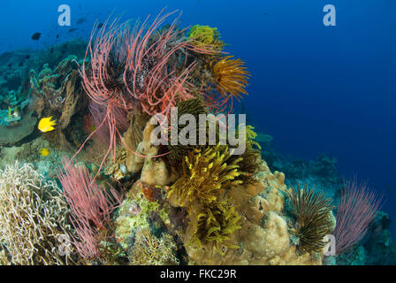 A reef full of red whip corals or sea whips, Ellisella sp. full of crinoids Stock Photo
