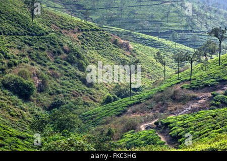 tea plantation in Peermade, Kerala, India, Asia Stock Photo