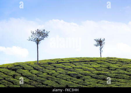 tea plantation in Peermade, Kerala, India, Asia Stock Photo