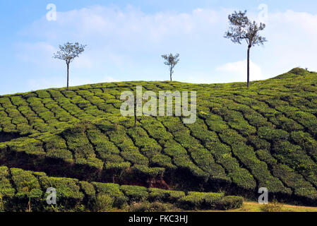 tea plantation in Peermade, Kerala, India, Asia Stock Photo