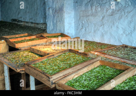 tea leaves drying in a tea plantation in Peermade, Kerala, India Stock Photo