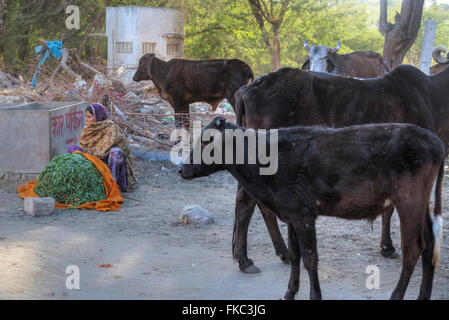 street life in Pushkar, Ajmer, Rajasthan, India, Asia Stock Photo