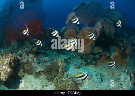 Ten Longfin Bannerfish, Heniochus acuminatus in the reef amongst massive gorgonian fan corals Stock Photo