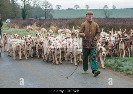 Ashwell, Rutland, UK. 8th March 2016. The Cottesmore Hunt staff taking the Cottesmore Hunt hound on an early morning run to give them some exercise Credit:  Jim Harrison/Alamy Live News Stock Photo