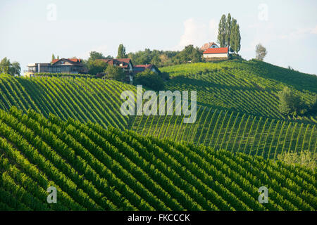 Österreich, Steiermark, Bezirk Leibnitz, Landschaft an der Südsteirischen Weinstrasse südlich von Gamlitz Stock Photo