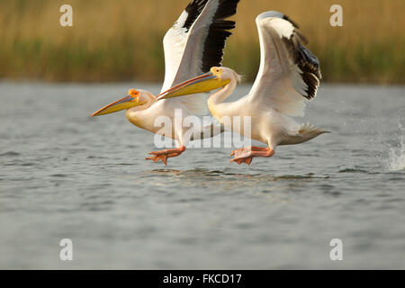 Dalmatian pelicans flying over the waters surface, Danube Delta Stock Photo