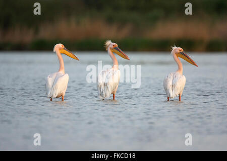 Dalmatian pelicans standing in the Danube Delta Stock Photo