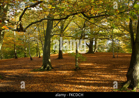 Fallen leaves forming layer of leaf litter on deciduous English woodland floor Stock Photo